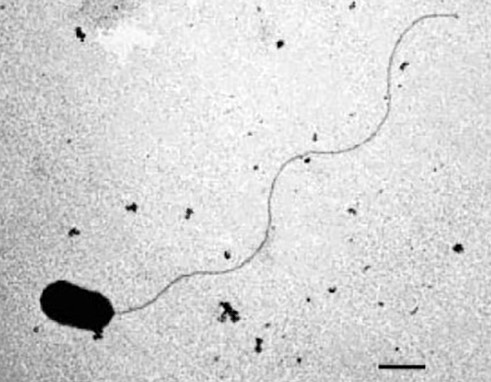   Thermodesulfobacteria